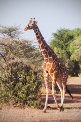 giraffe in Samburu National Park, Kenya Africa