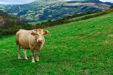 Cow on a field