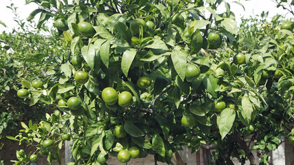 colorful plants from croatia in autumn