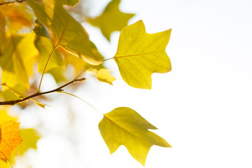 Tulip tree leaves background. Autumn concept