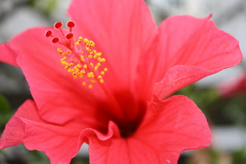 Hibiskus © Thomas