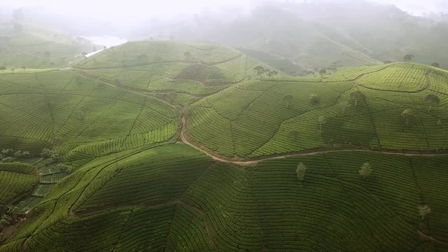 Beautiful aerial scenery footage of tea plantations in misty morning from a drone flying to left at Bandung regency, West Java, Indonesia. Shot in 4k resolution