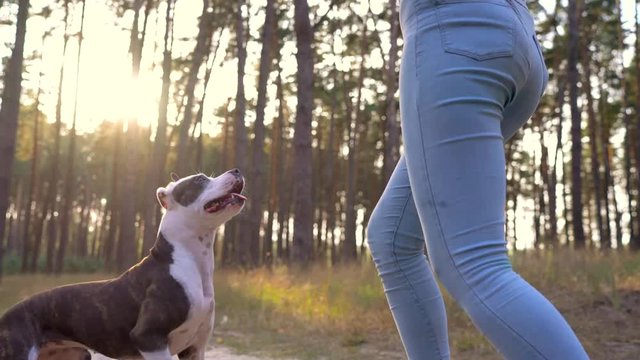 Girl playing with her dog in the forest at sunset