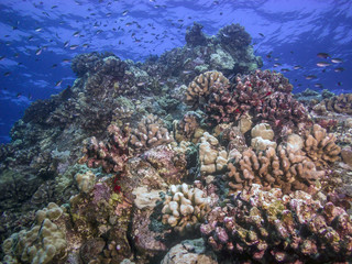 coral reef