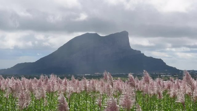 A view of a blossoming sugar cane field on a sunny day where purple flowers of sugar cane plants are waving in the wind.