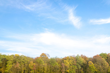 Autumn forest with sky