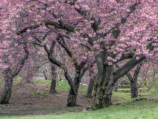 Central Park, New York City spring