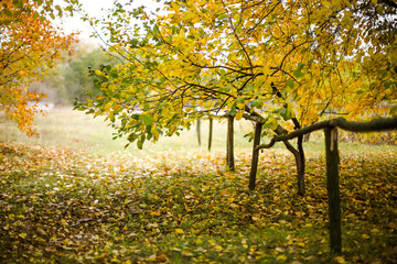 Obraz premium Autumn in the village. Wooden fence on a background of yellow trees. Autumn background.