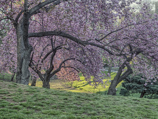 Obraz premium Central Park, New York City spring