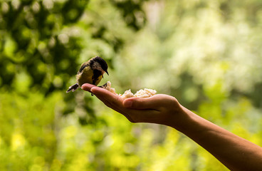 tit with open beak sitting on the palm of the hand  eat bread on a sunny day