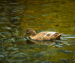 A cinnamon teal dabbling duck swims around looking for fish on a local pond