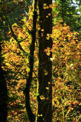 a picture of an Pacific Northwest forest with Vine maple trees in fall