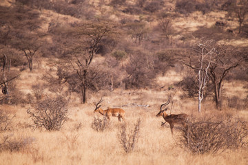 antilope impala in Samburu National Park, Kenya Africa
