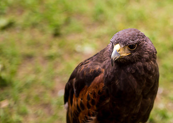 Obraz premium Young brown golden eagle with sharp beak crochet close-up