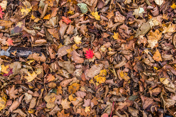  Leaves dry and fallen down.  Background.