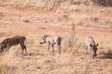Obraz na płótnie Canvas Pumba in samburu national park in kenya africa