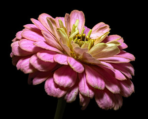 Single Pink Zinnia 1009