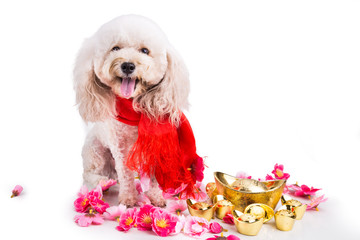 Dog in Chinese New Year festive setting in white background