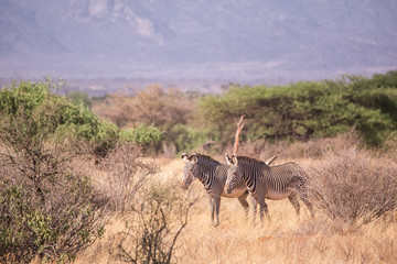 Zebra in Samburu National Park in Kenya Africa