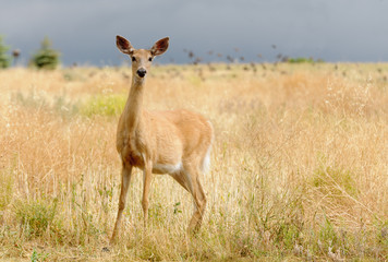 Whitetail or White-tailed doe (Odocoilus virginianus) in a very alert mode looking for danger