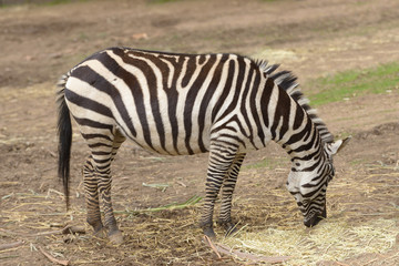 Fototapeta na wymiar Burchells Zebra feeding