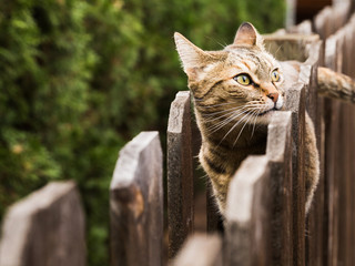 Healthy Outdoor Cat Walking on Fence