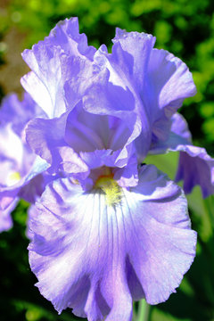 Pretty Purple Iris Flower