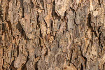 Detail of tree bark texture background