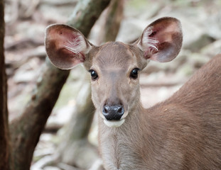 close up head of deer