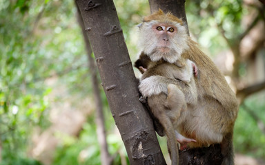 Monkey sitting on a tree happily