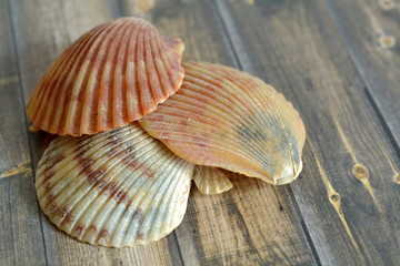 Stack Of Three Sea Shells