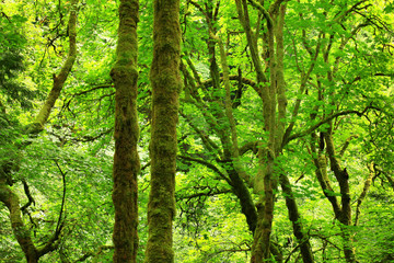 Fototapeta na wymiar a picture of an Pacific Northwest forest in summer