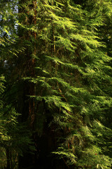 a picture of an Pacific Northwest forest conifer