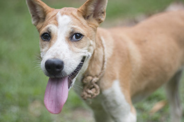 Thai brown dog