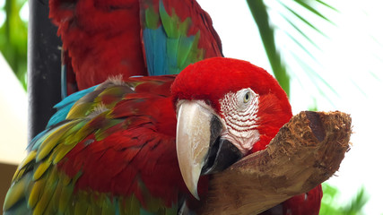 red macaw resting on perch