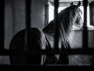 a horse behind bars looks through the window