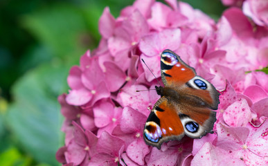 Beautiful butterfly of peacock species sitting on bright pink hydrangea.