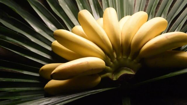 Bananito Musa acuminata Baby banana Small video bananas mini Ecuador