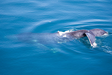 Humpback whale, partially under water