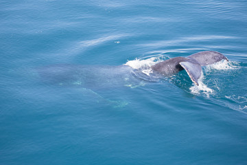 Obraz premium Humpback whale, partially under water