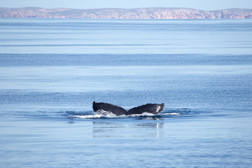Fototapeta premium Humpback whale fluke