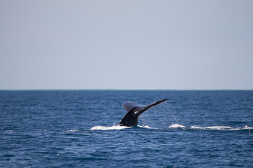 Humpback whale fluke