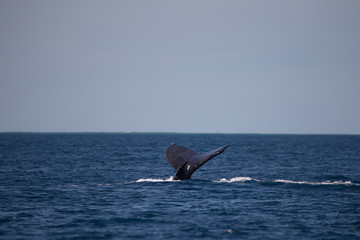 Humpback whale fluke