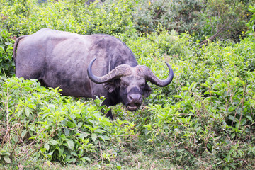 buffalo in Aberdare National Park in Kenya Africa