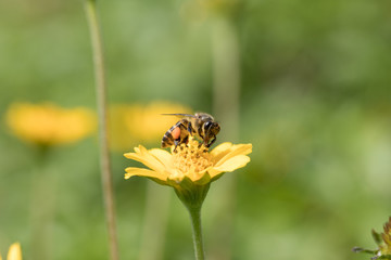 A beautiful bee on yellow flower with Nature background