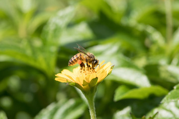 A beautiful bee on yellow flower with Nature background