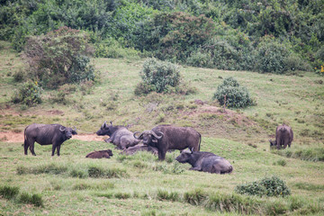 Naklejka na ściany i meble buffalos in Aberdare National Park in Kenya Africa