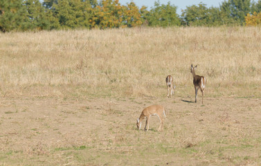 Female Whitetail deer (Odocoilus virginianus) with her two fawns