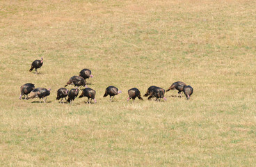 Flock of male turkey's (Meleagris gallopavo) feeding in a field