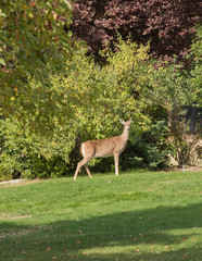 Whitetail doe on the lawn